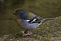   Madeiran Chaffinch (Fringilla coelebs subsp. maderensis)