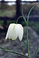 Fritillaria meleagris 'Alba'