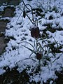 Fritillaria pyrenaica in snow