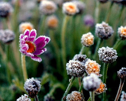 A flower with advection frost on the edges of its petals