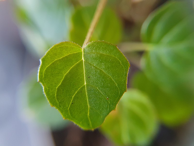 File:Fuchsia procumbens R.Cunn. leaf detail.jpg