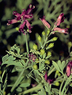 <i>Fumaria schleicheri</i> Species of plant