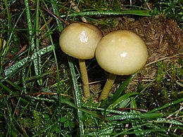Fungus and dew - geograph.org.uk - 238669.jpg