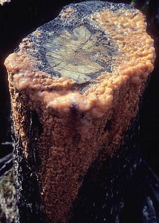 <i>Fusicolla</i> Genus of fungi