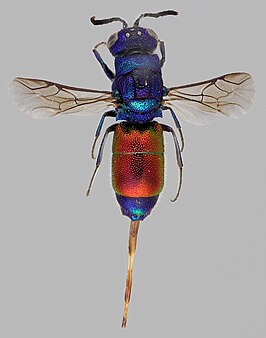 Chrysis rutilans