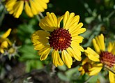 Gaillardia aristata (Asteraceae) Common Gaillardia