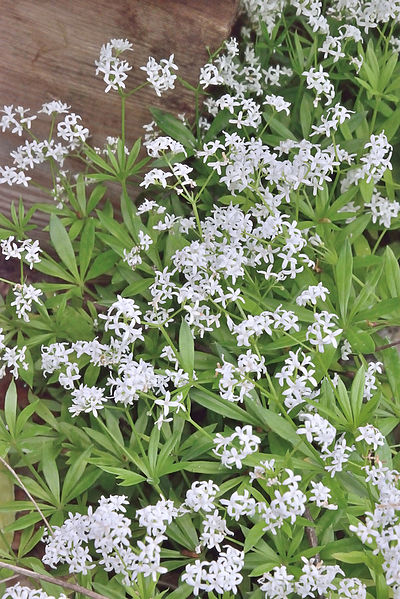 File:Galium odoratum, Lievevrouwebedstro (2).jpg