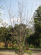 Category:Prunus cerasoides (cultivated) - Wikimedia Commons