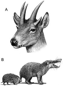 Mammals of the Mikrotia fauna: Hoplitomeryx (A) and Deinogalerix (B, to scale with Erinaceus europaeus, the European hedgehog) Gargano fauna.jpg