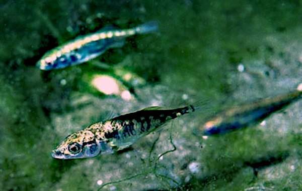 Three-spined stickleback