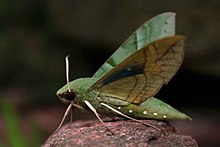 Бледная бабочка сфинкс (Eumorpha labruscae) .jpg