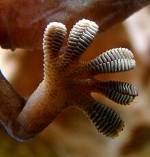 Close-up of the underside of a gecko's foot as it walks on vertical glass Gecko foot on glass.JPG