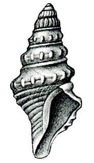 <i>Gemmula ducalis</i> Species of gastropod