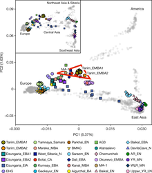 The Tarim Mummies have a strong genetic proximity with Ancient North Eurasians (here represented by the MA-1 human specimen of the Mal'ta-Buret' culture (c. 24,000 BP) Genetic structure of ancient and present-day populations (Tarim-MA1 proximity).png