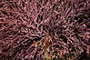 Geniculate coralline alga, Amphiroa sp. (5191180305).jpg