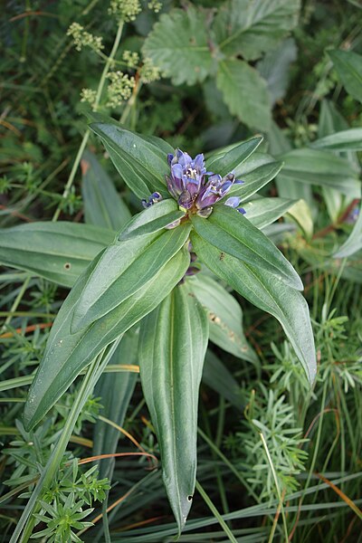 File:Gentiana cruciata, familija Gentianaceae 02.jpg