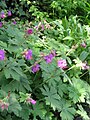 Geranium macrorrhizum detail