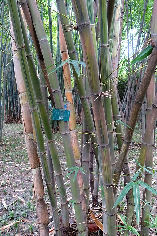 Gigantochloa verticillata (Gigantochloa pseudoarundinacea) - Wangjianglou Park - Chengdu, China - DSC06137