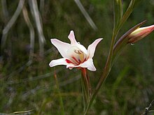 Gladiolus carneus.JPG