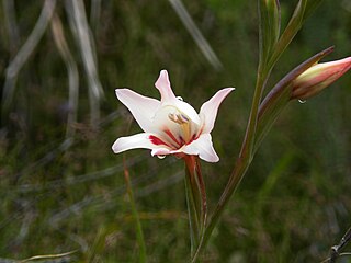 <i>Gladiolus carneus</i> Species of flowering plant