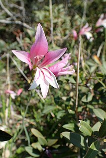 Gladiolus triphyllus, the three-leaved gladiolus, is an erect perennial herb, 15–30 cm high, glabrous, glaucous, with an ovoid corm. Leaves usually 3 or 4, alternate, simple, entire, linear, the two lower 10-30 x 0.3-0.5 cm, the upper much reduced. Flowers on a spike, zygomorphic, perianth of 6 petaloid parts, 2.5–3 cm long, pale or dark rose pink, smelling only in the afternoon, bracts 1.5–3 cm long. Flowers Mars-May. Fruit a capsule.