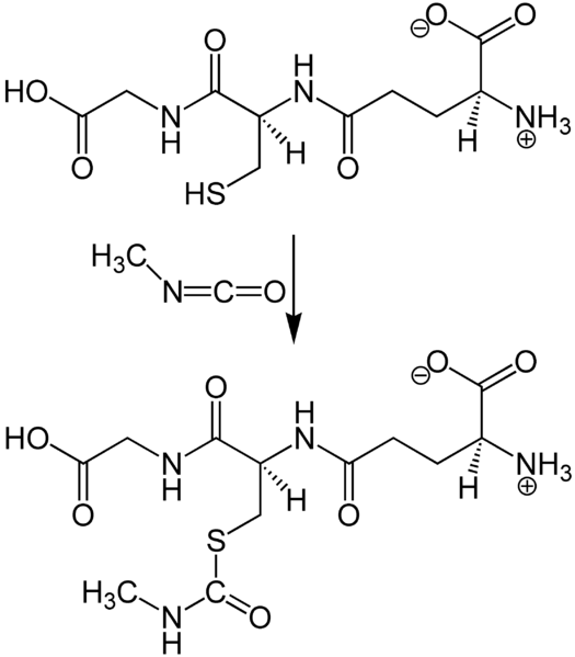 File:Glutathione + Methylisocyanate Reaction.png