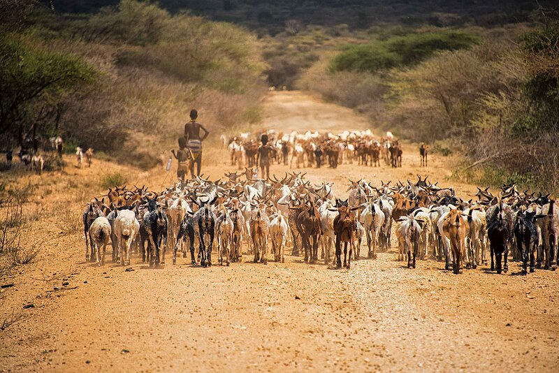 File:Goat Herders, Banna Tribe, Ethiopia (21294871186).jpg