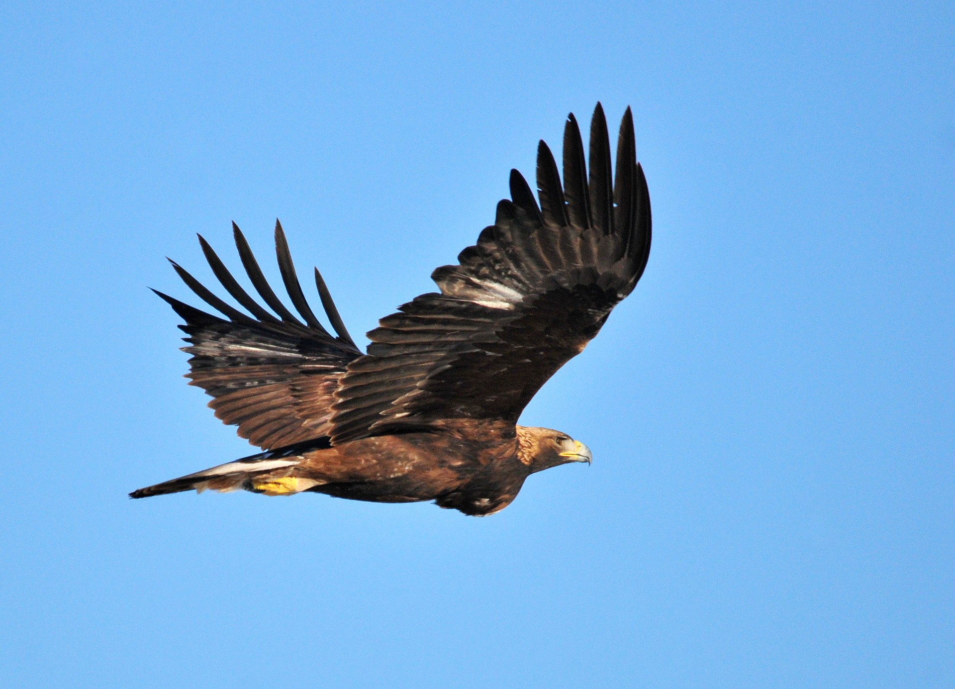 Golden Eagle (Aquila chrysaetos)