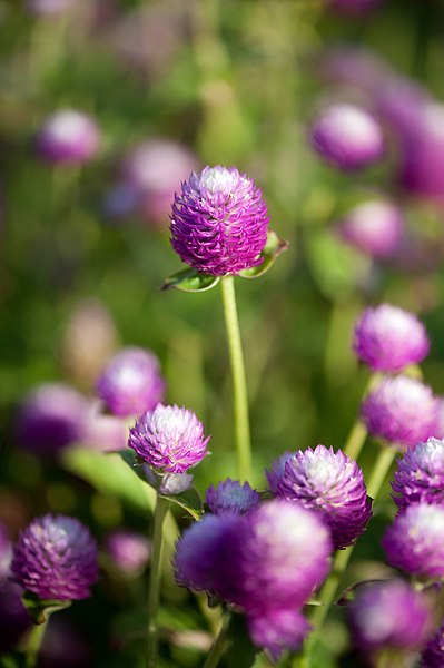 File:Gomphrena or Globe Amaranth (4958047653).jpg