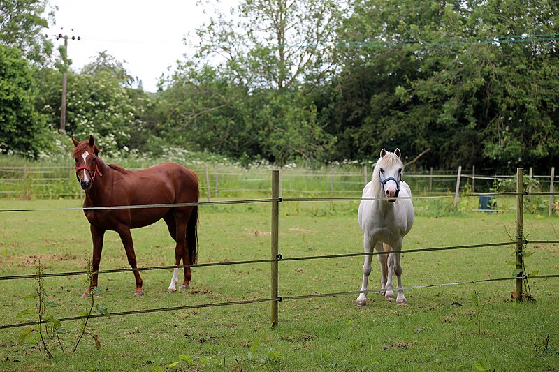 File:Good Easter, Essex, England ~ horse and pony in paddock 02.JPG
