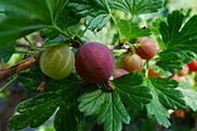 Gooseberries (5980340315).jpg