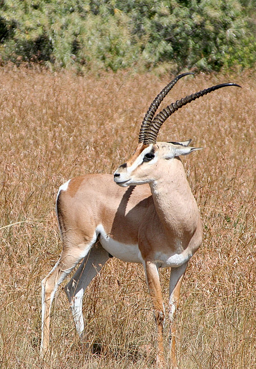 Grant's gazelle