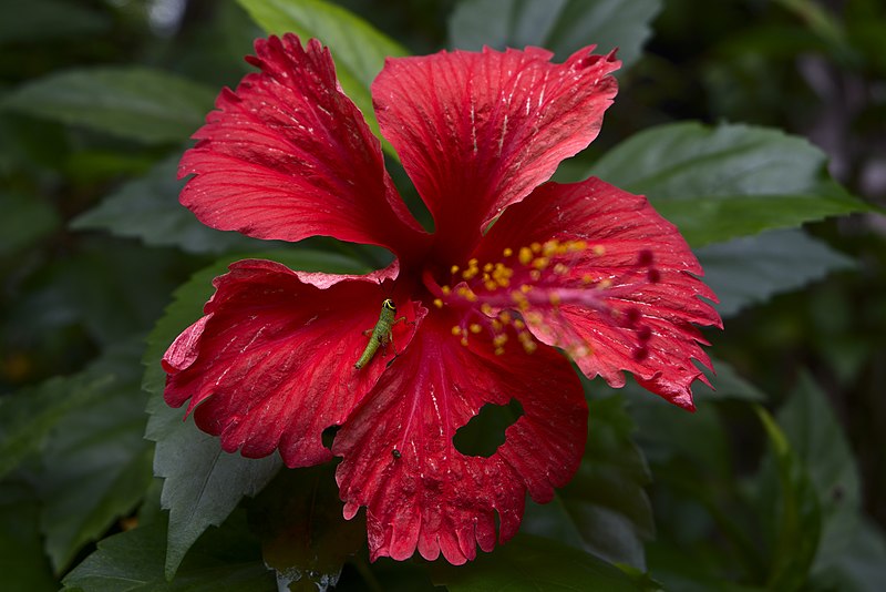 File:Grasshopper on a Hibiscus plant.jpg