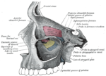 Thumbnail for Pterygopalatine fossa