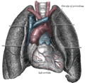 The thorax, viewed from the front, showing the superior vena cava between the heart and lungs.