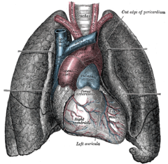 Aorta Ascendente Wikipedia La Enciclopedia Libre