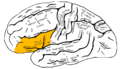 ヒトの左大脳半球の外側面を横から見た図。オレンジ色の所が下前頭回