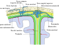 Miniatura para Espacio subdural