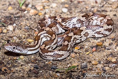 Gray ratsnake