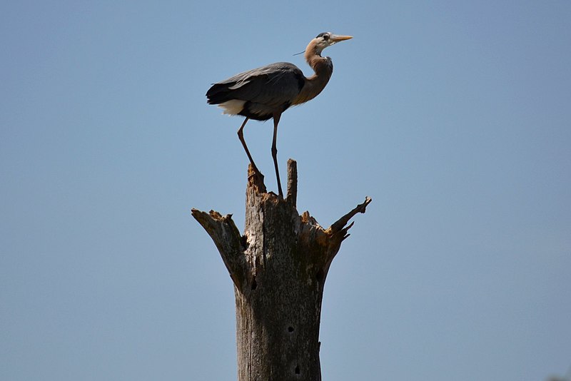 File:Great Blue Heron (5674265728).jpg