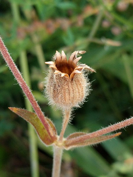 File:Grenchen - Closup of flower.jpg