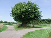 Border tilia (grenslinde)