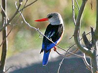 Kingfisher, Grey-headed Halcyon leucocephala