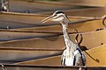 * Nomination Grey heron (Ardea cinerea) on a boat --Alexis Lours 00:26, 16 November 2021 (UTC) * Promotion  Support Good quality. --GRDN711 05:01, 16 November 2021 (UTC)