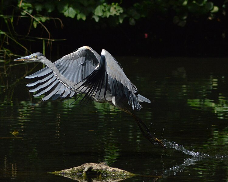 File:Grey heron taking off! (9663168500).jpg