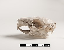 Skull of a guinea pig Guinea pig skull. Cavia porcellus 02.jpg