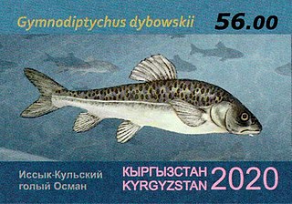 <i>Gymnodiptychus dybowskii</i> Species of fish