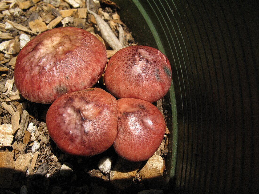 Gymnopilus