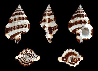 <i>Gyrineum gyrinum</i> species of mollusc