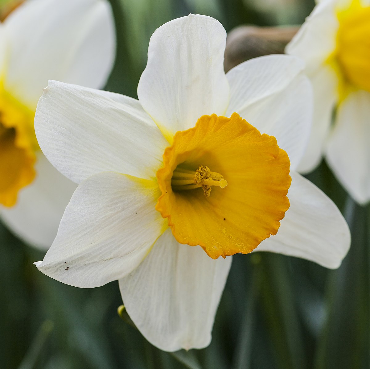 Narcissus - Wikipedia, la enciclopedia libre